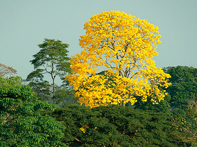 venezuelan trees